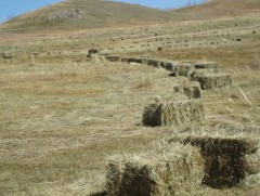 Хадлан бэлтгэлт 60 гаруй хувьтай байна