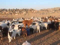 Мал аж ахуйн шинжлэх ухаан, үйлдвэрлэл технологийн үндэсний парк байгуулна