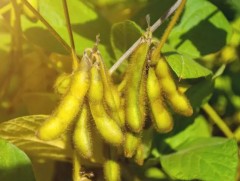 Франц улс шар буурцаг ихээр тариалж байна