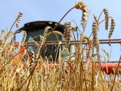 442 мянган тонн үр тариа хураах урьдчилсан баланс гарчээ