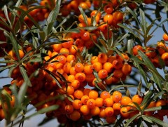 Жимсний хэрэглээний 10 орчим хувийг дотоодоосоо хангаж байна 