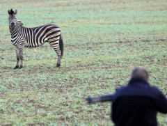 Цагдаа нар циркээс зугтсан тахийг бууджээ