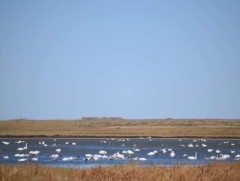 Ганга нууранд 300 орчим хун иржээ