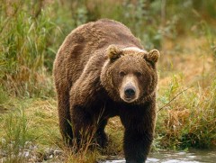 2012 онд хүрэн баавгайг ховор амьтны жагсаалтад бүртгэж авсан