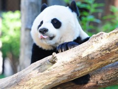 Бей Бей хулсны баавгайг Хятадад хүргэх нислэг 16 цаг үргэлжилнэ