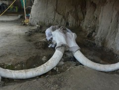 Мексик улсаас үсэрхэг арслан зааны 14 араг ясыг олжээ 