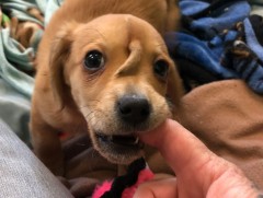 Толгой дээрээ сүүлтэй бяцхан гөлөг олжээ