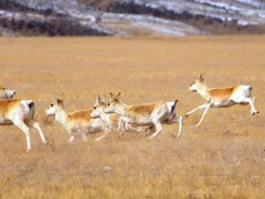 Цагаан зээрийг хамгаалах ажлыг бүсийн хэмжээнд хамтран хийнэ