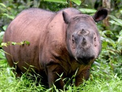 Малайзын хамгийн сүүлийн Суматрын хирс үхжээ