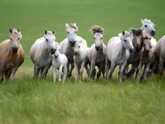 Эрдэнийн хүлэг мориныхоо эрдмийн гэрэлт шастирыг нээмүй 