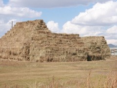 Манай улс уламжлалт аргаар 100 орчим төрлийн гар тэжээл бэлтгэдэг байжээ