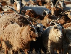 Манай улс уламжлалт аргаар 100 орчим төрлийн гар тэжээл бэлтгэдэг байжээ