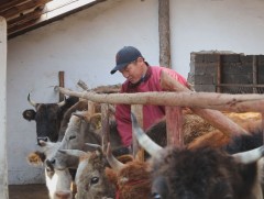 Б.Мандах: Фермерийн аж ахуйн ажил хийх хүн олдохгүй байна