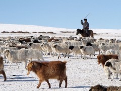 3.2 сая мал отор нүүдэл хийж байна