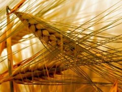 Төв аймаг 60 жилийн түүхэндээ 5 сая тонн үр тариа улаан буудай хураан авчээ