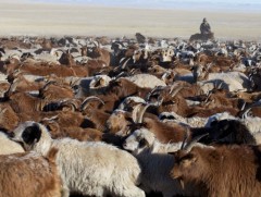 Малын тоо толгойг бууруулах бодлого барина 