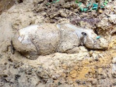 Суматрын сүүлчийн хирсний биеийн байдал хүнд байна