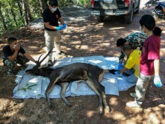 Үхсэн бугын гэдэснээс 7 кг хог гарчээ