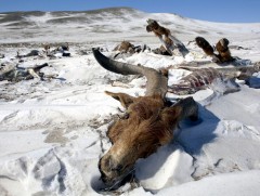 Завхан аймгийн гурван сум цагаан зудтай байна