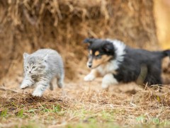  Ховд аймагт гэрийн тэжээвэр муур, нохойг “хөнгөлж” байна