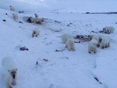 ОХУ-ын зарим тосгонд цагаан баавгай олон тоогоор үзэгдэх болжээ
