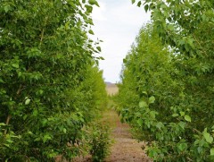 С.Раднаабазарынх 20 жилийн хугацаанд 20 га талбайд ногоон төгөл байгуулжээ