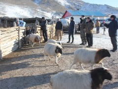 Малчдыг мал тооллогод идэвх санаачилгатай оролцохыг уриалж байна 