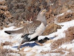 Улсын тусгай хамгаалалттай газар нутгийн ховор амьтдыг агнах тохиолдол буурахгүй байна
