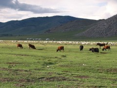 Бэлчээрийн малд 380 гаруй зүйлийн шимэгч байна 