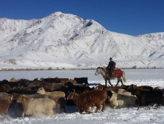 Долоон аймгийн 44 суманд өвөлжилтийн нөхцөл байдал хүндэвтэр байна