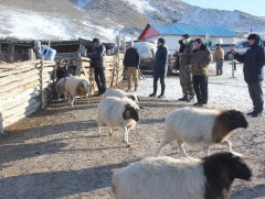 Мал тооллого маргааш дуусна 