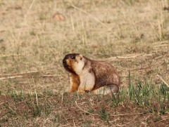 270 орчим нойтон тарвага тээвэрлэж явсныг илрүүллээ