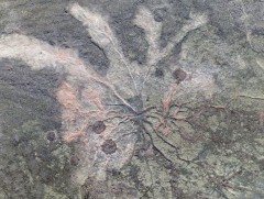 Дэлхийн хамгийн эртний чулуужсан модыг олжээ  