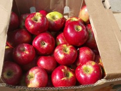 Амьд хачигтай 9.2 тн алимыг устгалд оруулав