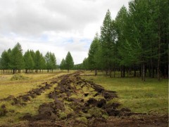 Шатсан ойд сэргэн ургаж буй зулзаган моддыг хашиж хамгаалав