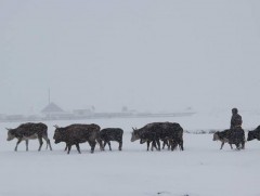 Булган аймгийн 10 гаруй суманд өвөлжилт хүндрэх төлөвтэй байна 