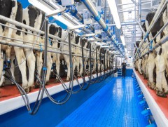 Улаанбаатар хотод байгаа сүүний үйлдвэр нийт хүчин чадлынхаа 40 гаруй хувиар ажиллаж байна