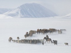 Одоогоор өвөлжилт хүндэрсэн аймаг, сум байхгүй байна