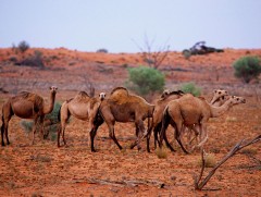 Австралид харангадсан 10 мянган тэмээ буудан устгуулах эрсдэлтэй тулгараад байна