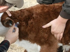 Монголын эрдэмтэд шүлхийн вакцин гаргаж авсан ч үйлдвэрт нэвтрүүлж чадахгүй 2-3 жил хүлээж байна