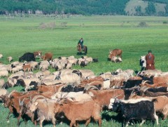 Залуус туслах малчны ажил хийхийн тулд гадны улс орныг зорьж байна