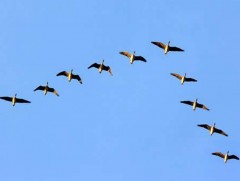 Шувууд гэрэл зургийн дуранд 