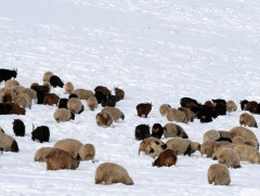 Дөрвөн суманд өвөлжилт хүндрэх төлөвтэй болжээ