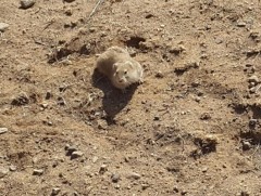 Булган аймагт үлийн цагаан оготно устгахад улсын төсвөөс 125 сая төгрөг зарцуулна