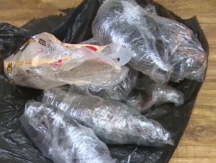 Он гарсаар 71 ширхэг чонын соёог хууль бусаар оруулах үйлдлийг гаалийн байгууллагынхан илрүүлжээ