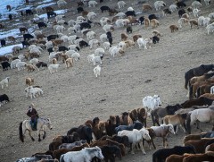 С.Сүхдаваа: Малынхаа үр шимээр тохьтой амьдрах боломжтой