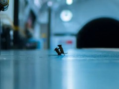 ИХ БРИТАНИ: Амьтдын сэдэвт шилдэг зургийг шалгаруулжээ