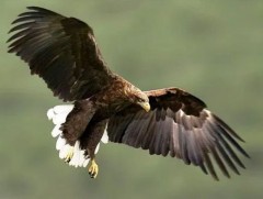 Манай улсад устах аюулд орсон 110 зүйл амьтан байна 