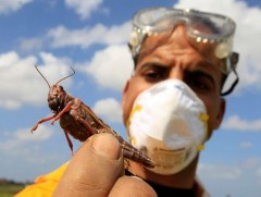 Газар тариаланг сүйтгэгч царцааны нүүдэл Өмнөд Суданд хүрчээ