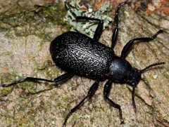 Дэлхийн дулаарал 2 хэмд хүрвэл хорхой, шавжны 18 хувь устах эрсдэлтэй 